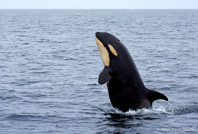 株式会社西遊旅行 ／知床半島ゲストハウスの運営の正社員 ホテルスタッフ 接客 宿泊の求人情報イメージ3