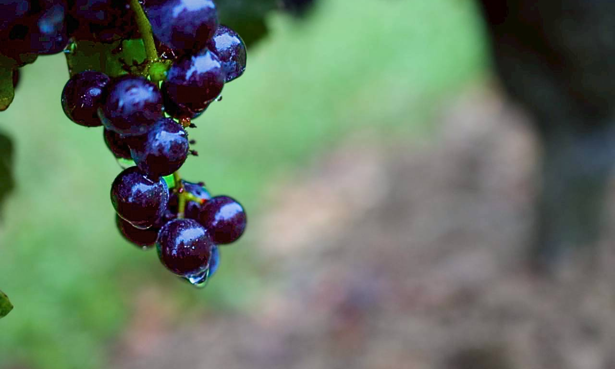 アンズコフーズワカヌイ株式会社 ｜ワカヌイ グリル ダイニング バー 東京 の正社員 キッチン ホール 店舗の求人情報イメージ6